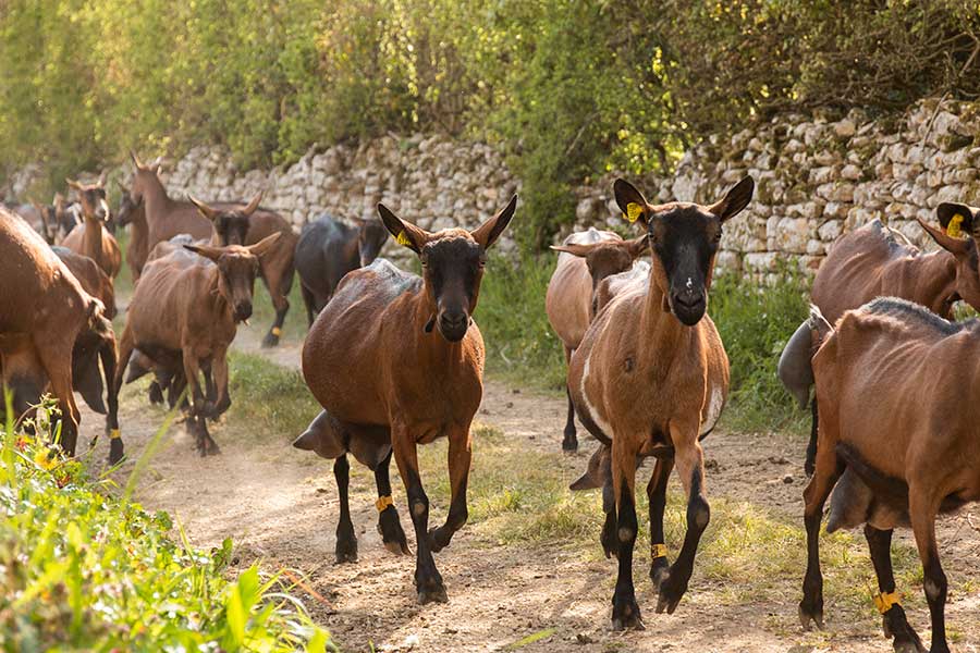 Chèvres productrice de lait du Poitou