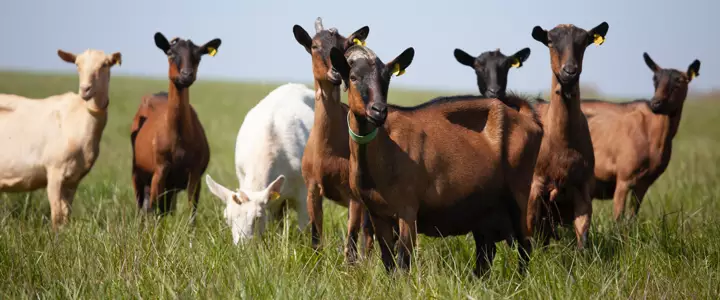 Les chèvres pour le lait du chabichou du poitou